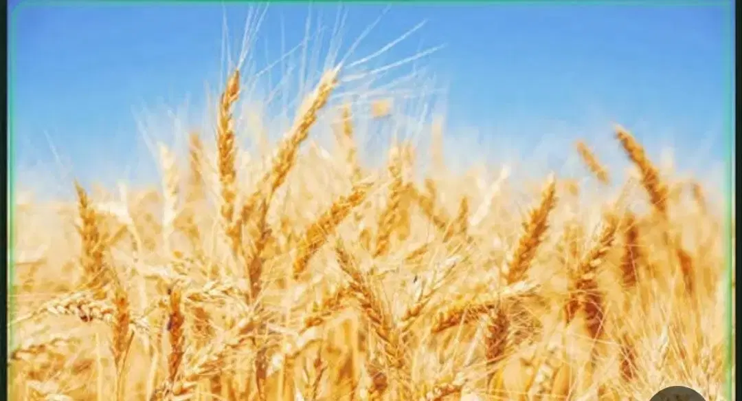 گندم دیم|خدمات باغبانی و درختکاری|سنندج, |دیوار