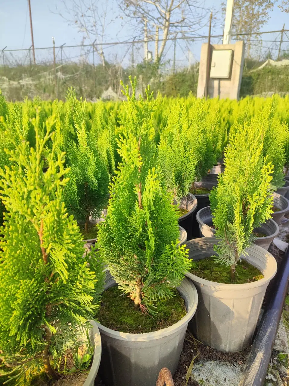 گامیس سبز|گل و گیاه طبیعی|نائین, |دیوار