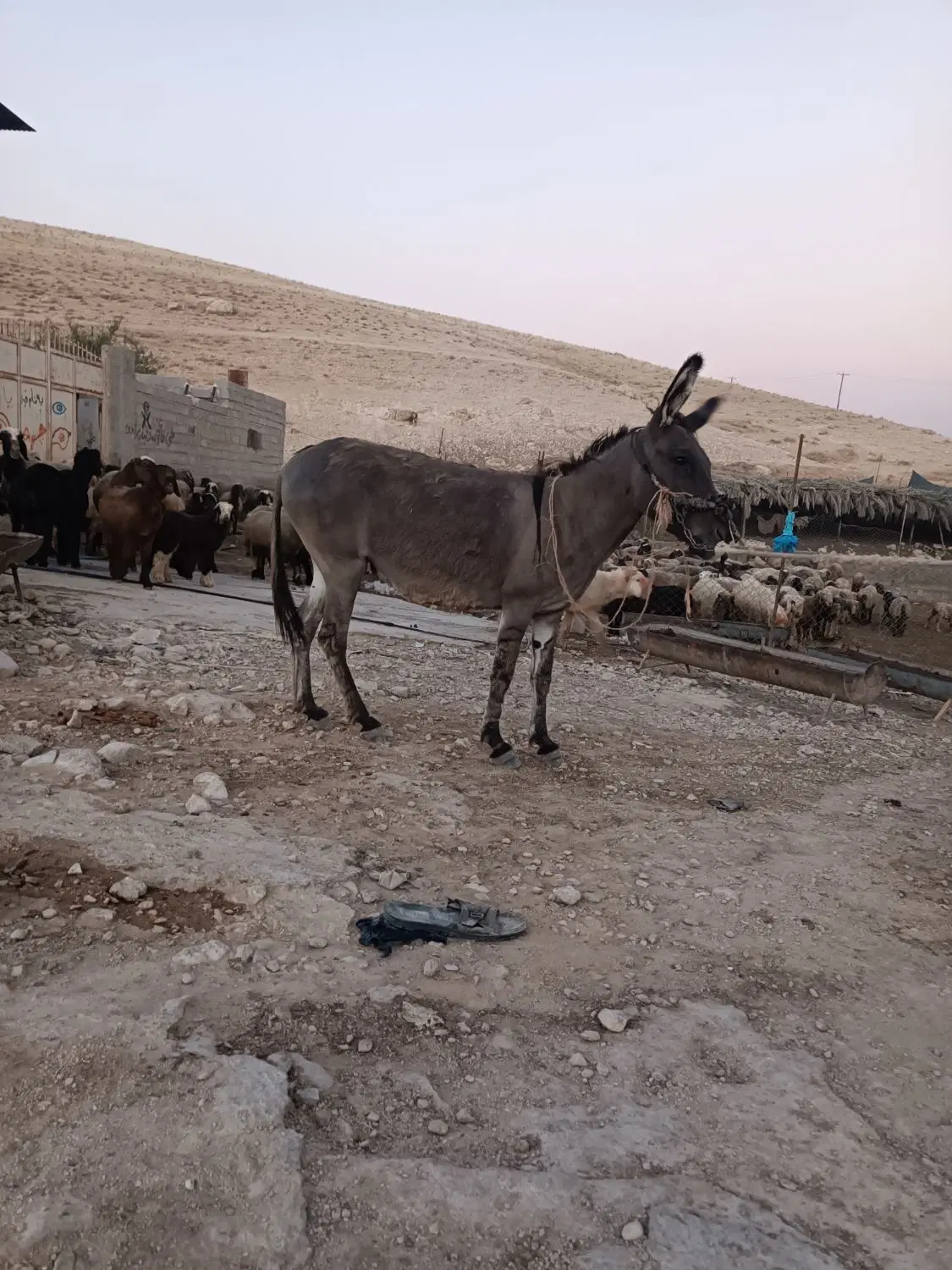 الاغ|حیوانات مزرعه|کازرون, |دیوار