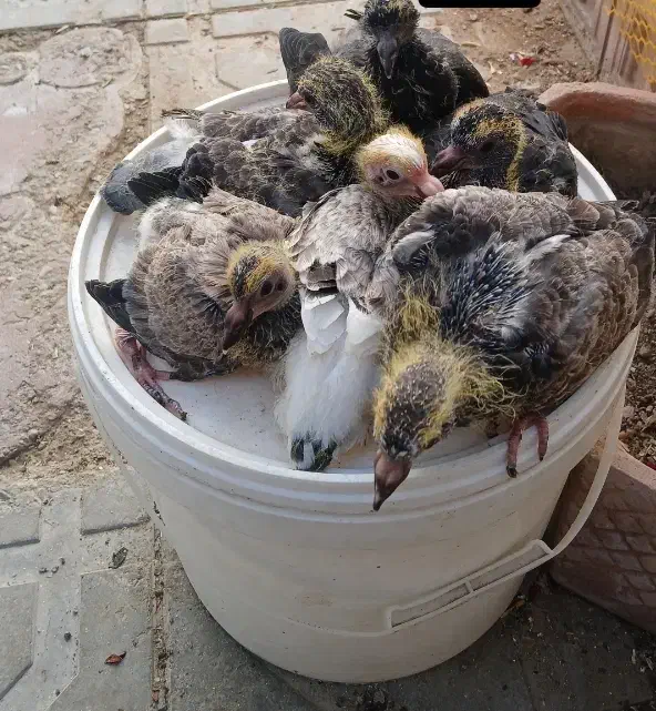 کبوتر|پرنده|سیرجان, |دیوار