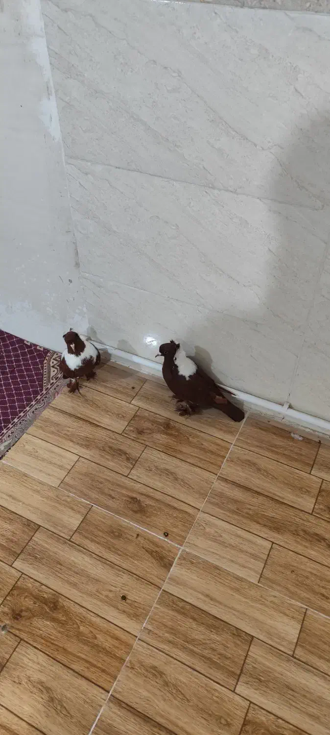 ککلیلی|پرنده|اردبیل, |دیوار