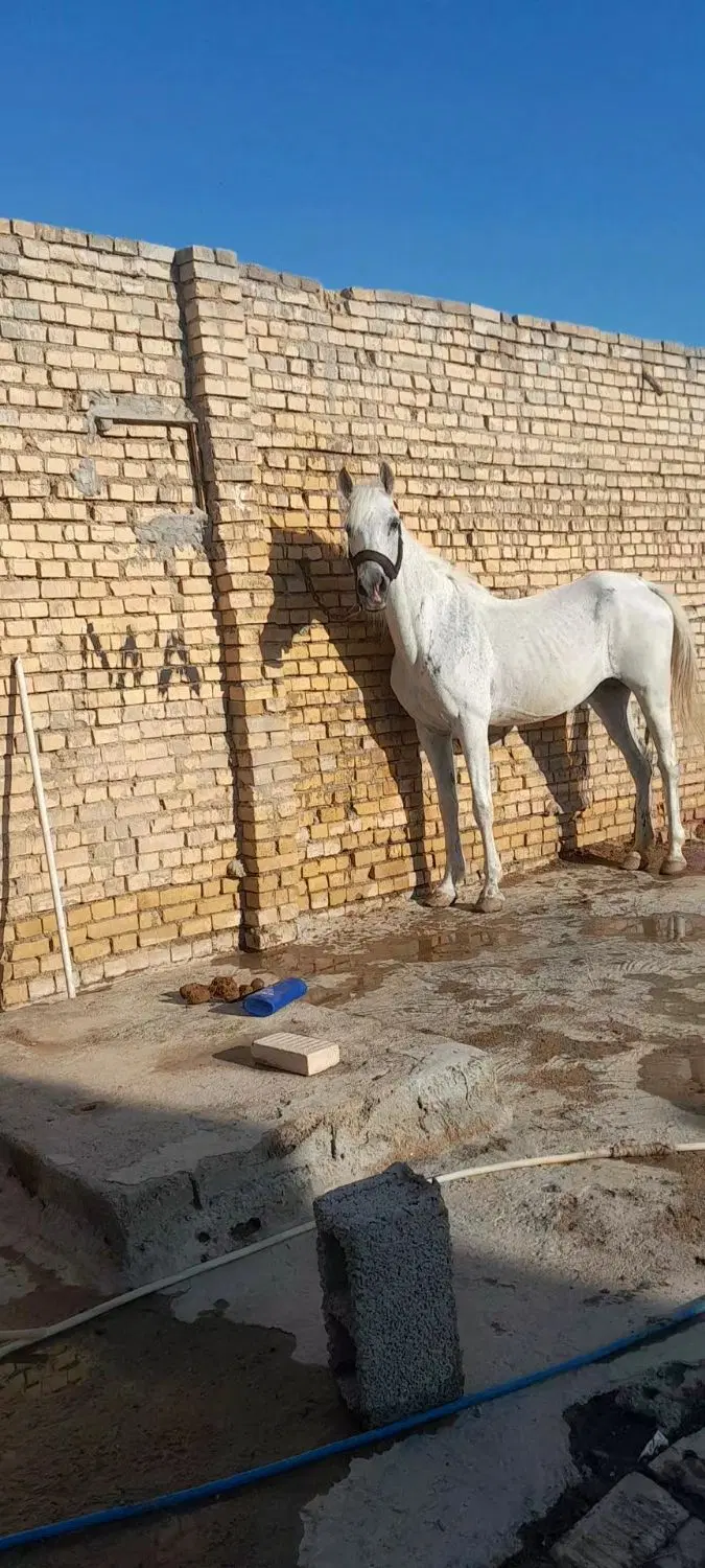 اسب|اسب و تجهیزات اسبسواری|اهواز, کوی علوی|دیوار