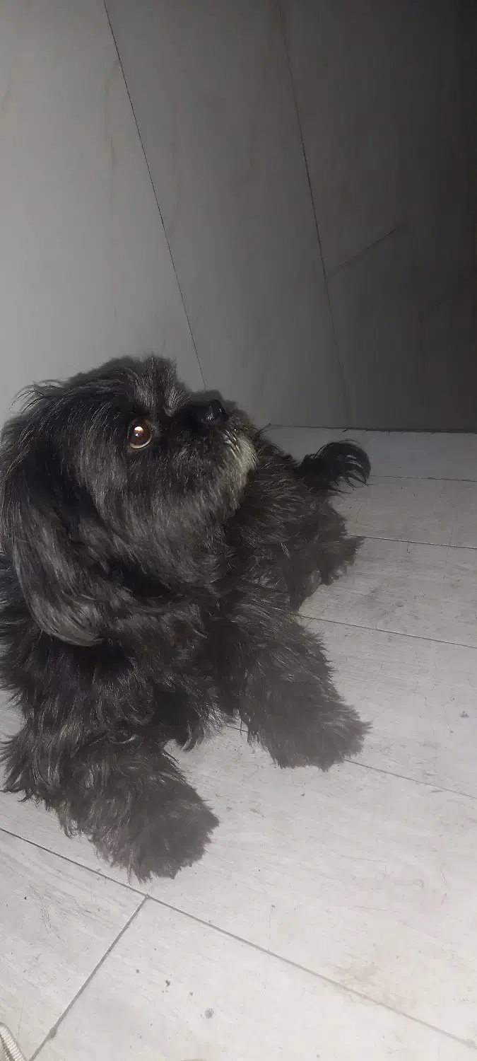 سگ فروش|سگ|تهران, امام حسین|دیوار