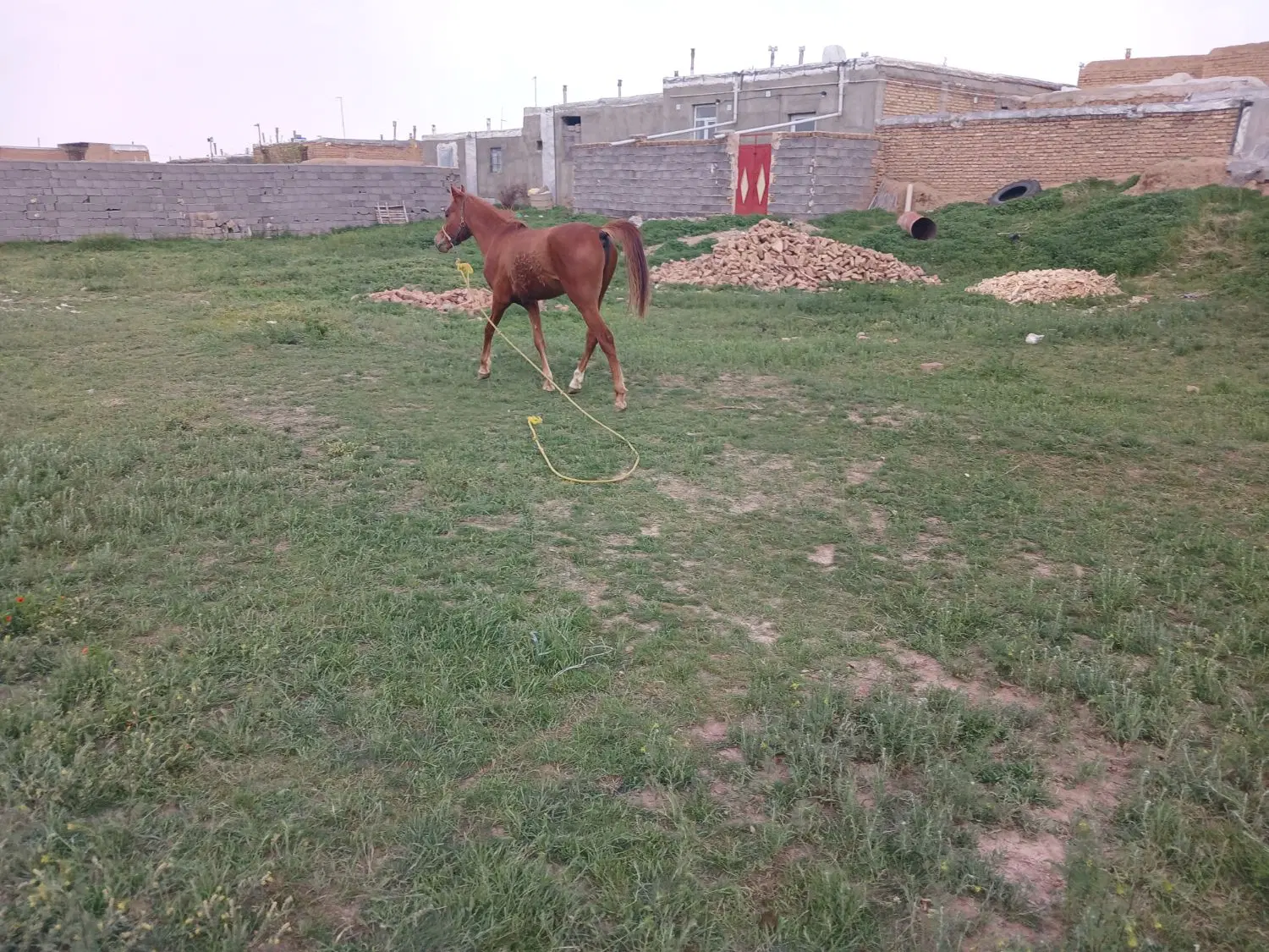 اسب|اسب و تجهیزات اسب‌سواری|چهاردولی, |دیوار