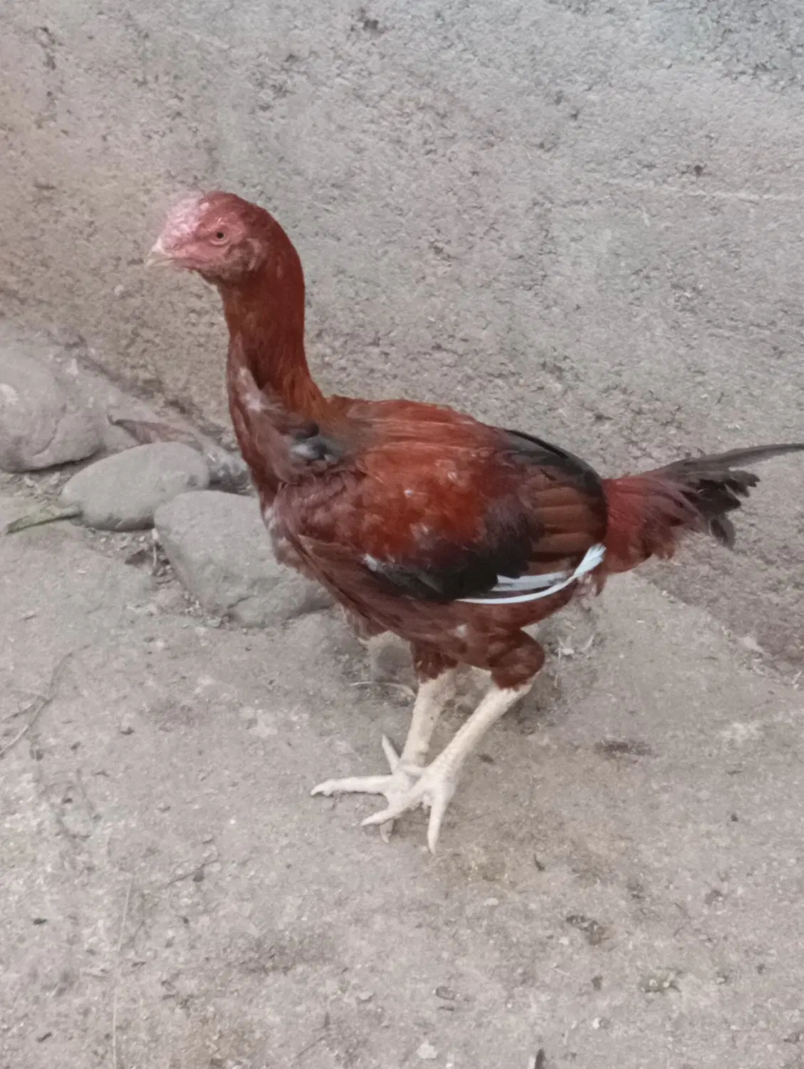لاری|حیوانات مزرعه|پره‌سر, |دیوار