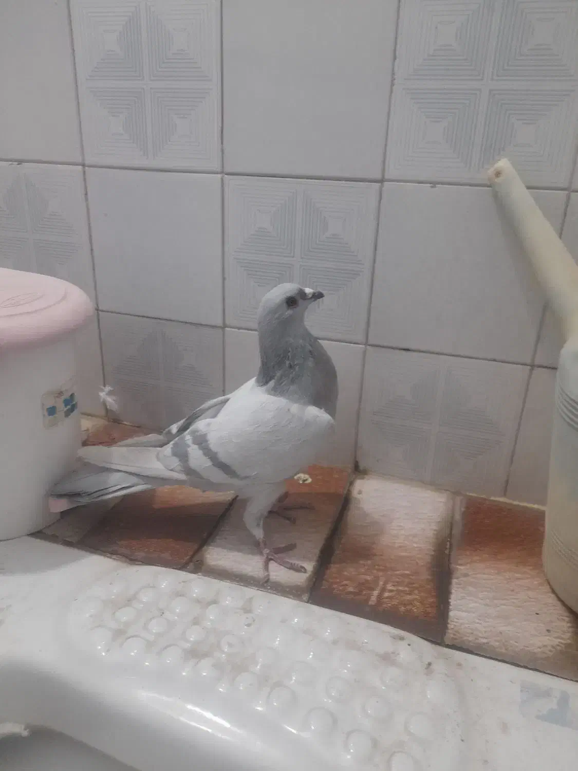 کفتر|حیوانات|مرودشت, تامین اجتماعی|دیوار