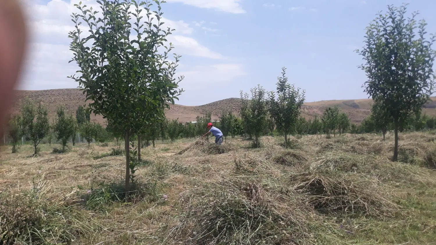 علوفه|گل و گیاه طبیعی|میانه, |دیوار