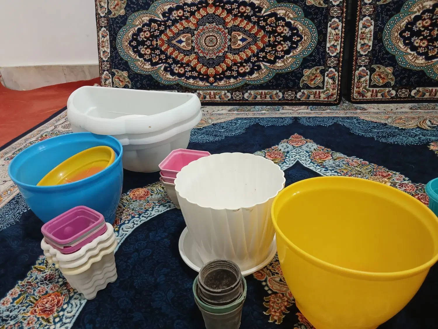 گلدون|گل و گیاه طبیعی|قم, شاه ابراهیم|دیوار