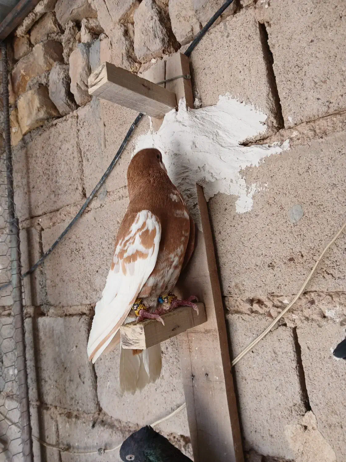 پرنده|پرنده|شیراز, داریون|دیوار