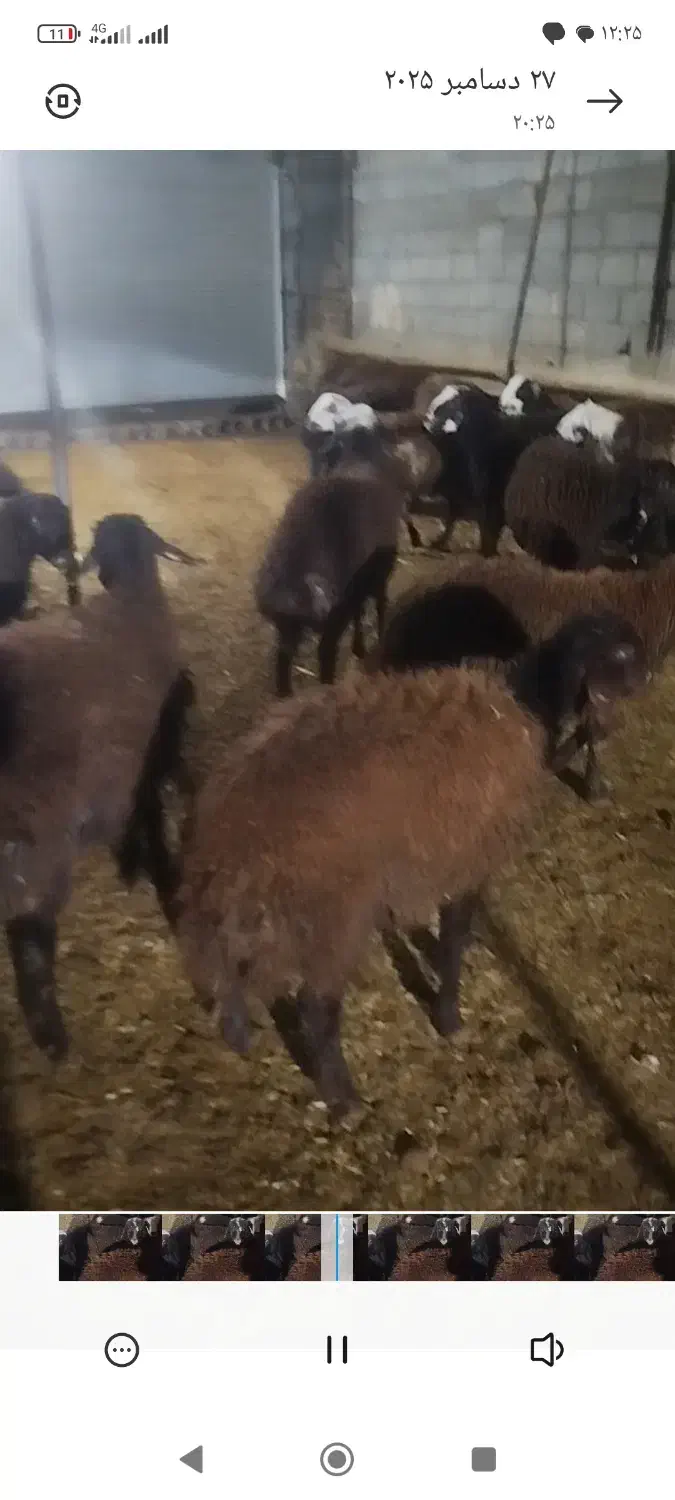 بره نر|حیوانات مزرعه|قلندر آباد, |دیوار