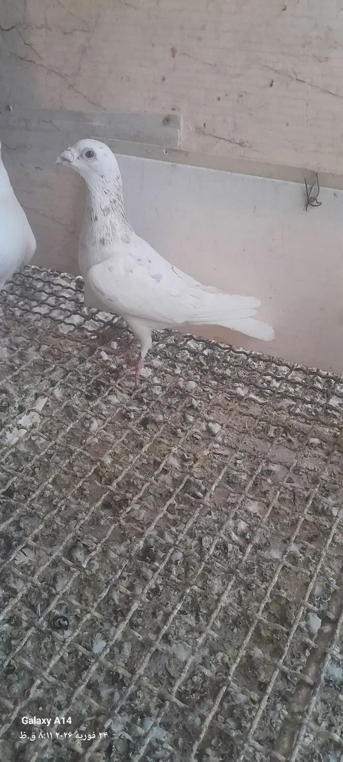 کبوتر|پرنده|خرمشهر, |دیوار