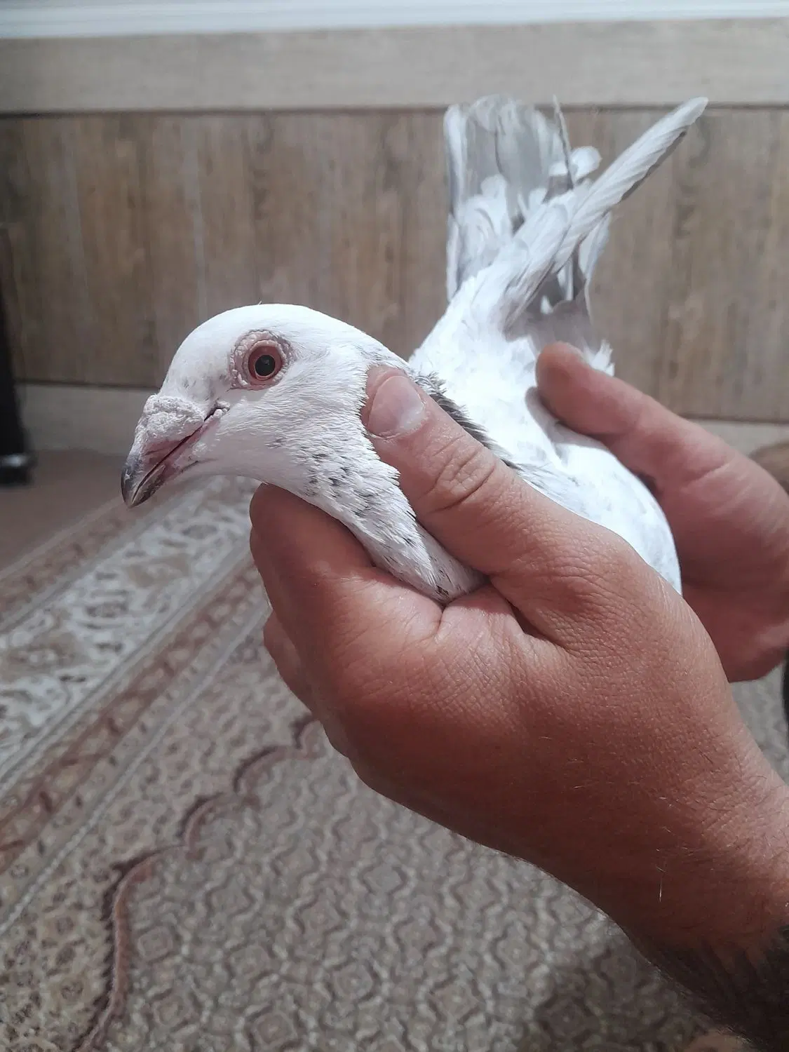 کفتر|پرنده|شیراز, کوزه گری|دیوار