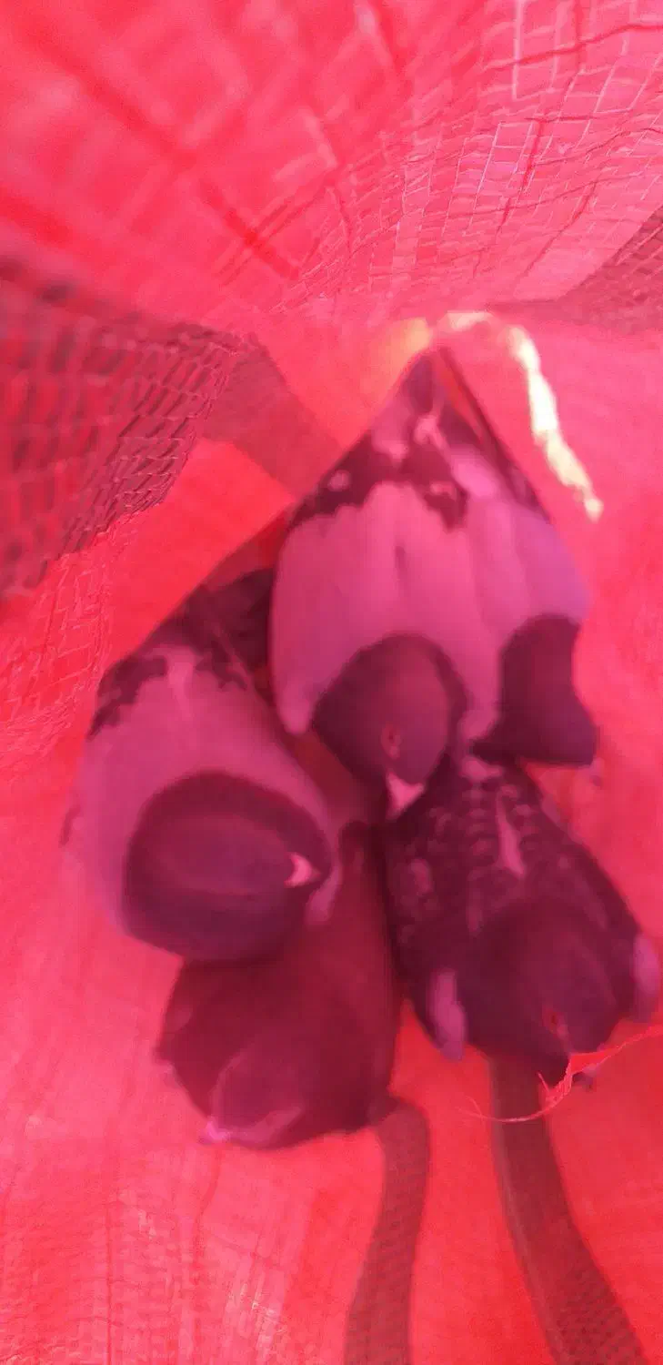 پلاکی|پرنده|بستان آباد, |دیوار