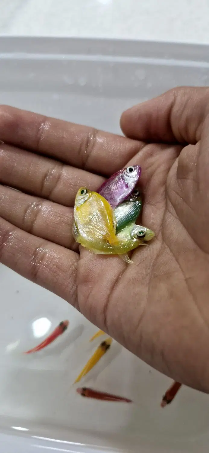 کالر|ماهی|زاهدان, |دیوار