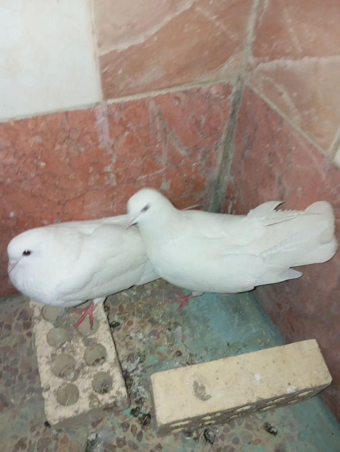 مرغ عشق|پرنده|مسجد سلیمان, |دیوار