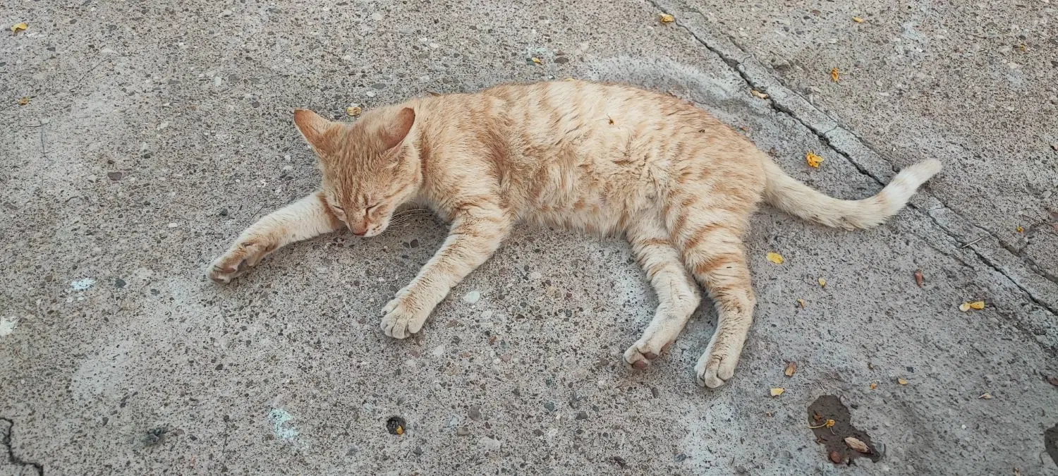 گربه|گربه|دزفول, |دیوار