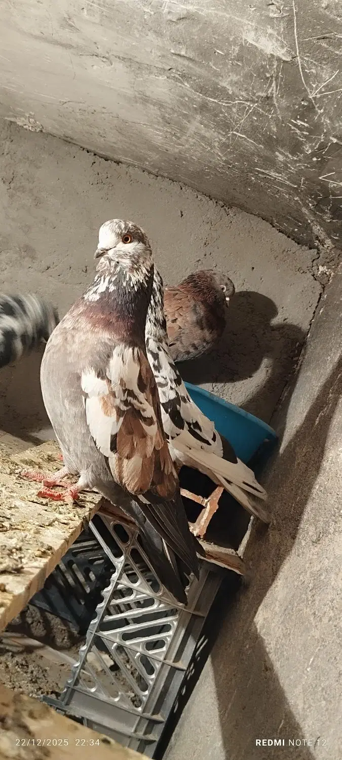 کبوتر|پرنده|زنجان, |دیوار