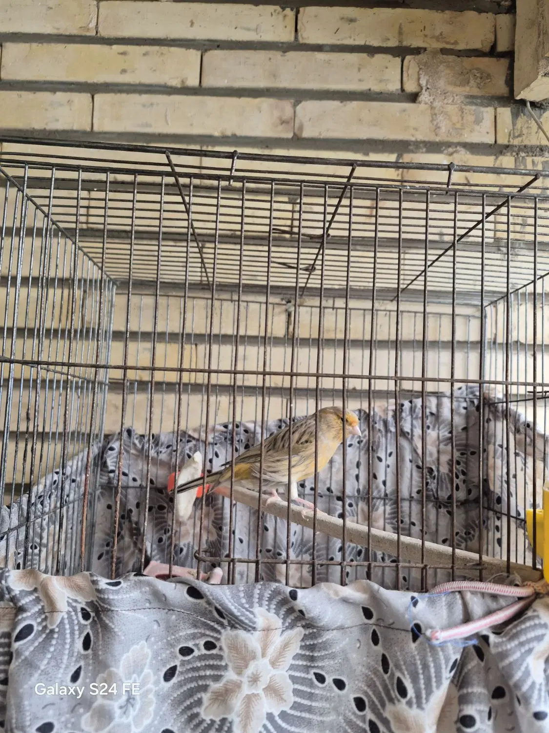 قناری|پرنده|مبارکه, |دیوار