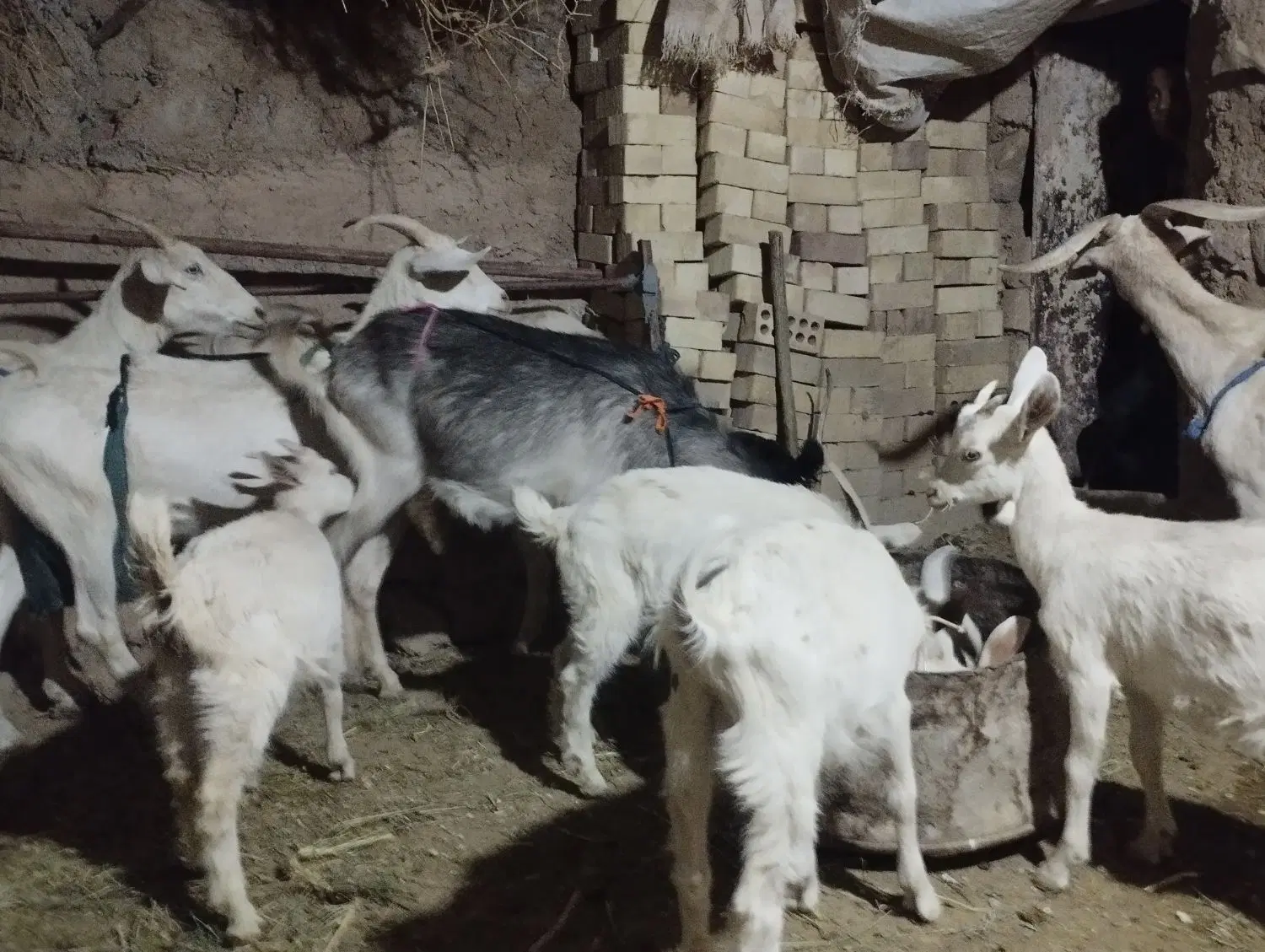 بز سانن|حیوانات مزرعه|سده (خراسان جنوبی), |دیوار
