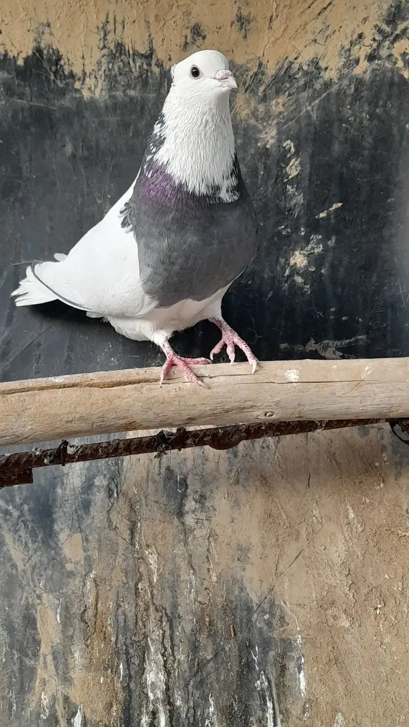 ۱۰۰۰۰۰۰|پرنده|سوسنگرد, |دیوار