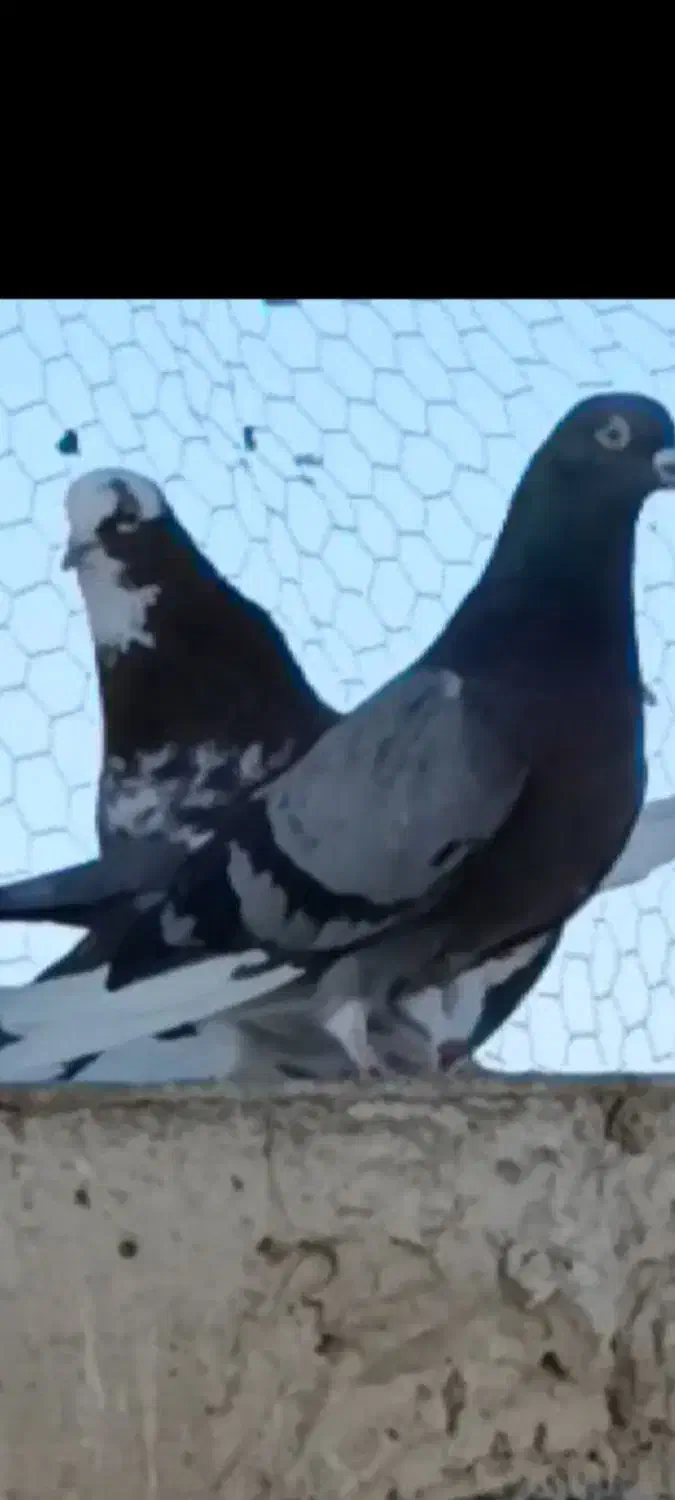 کفتر|حیوانات|مشکین‌دشت, |دیوار