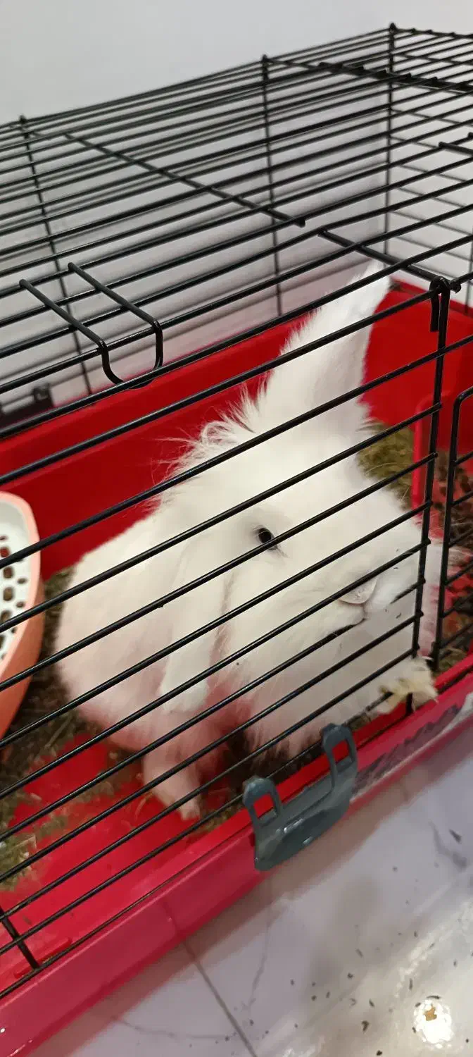 خرگوش لوپ|موش و خرگوش|رشت, شهریاران|دیوار