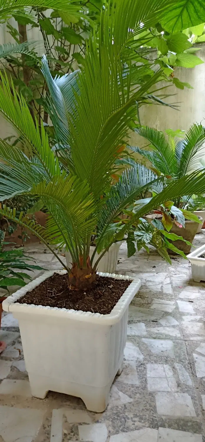 سیکاس|گل و گیاه طبیعی|لاهیجان, شقایق|دیوار