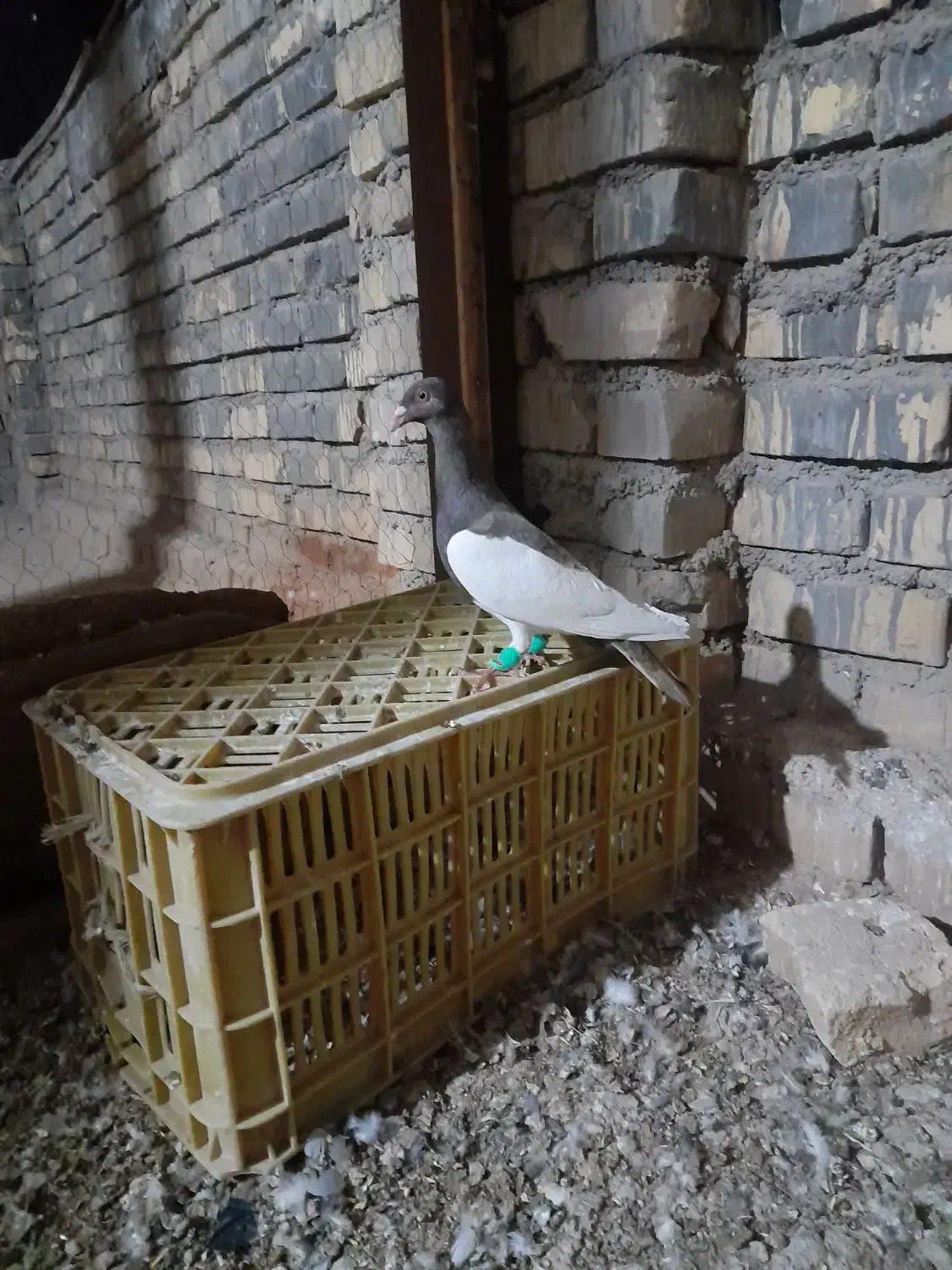 کبوتر|پرنده|اسفراین, |دیوار