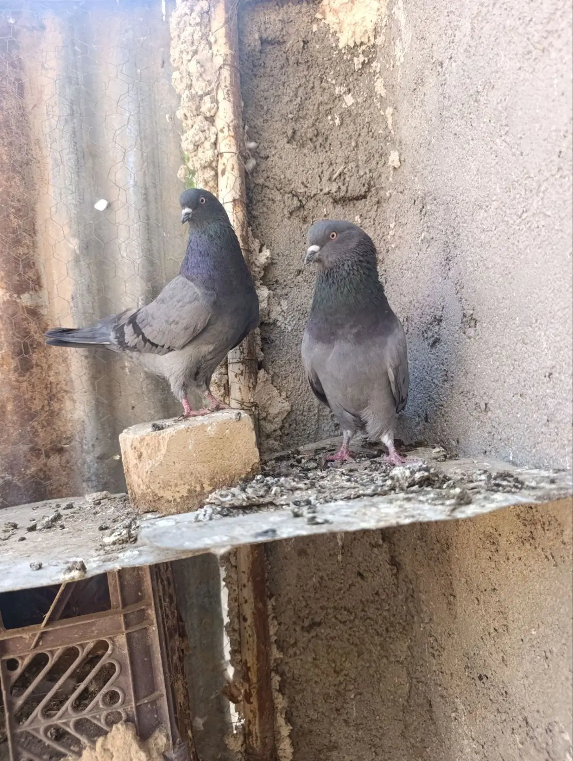 کفتر|پرنده|کمیجان, |دیوار