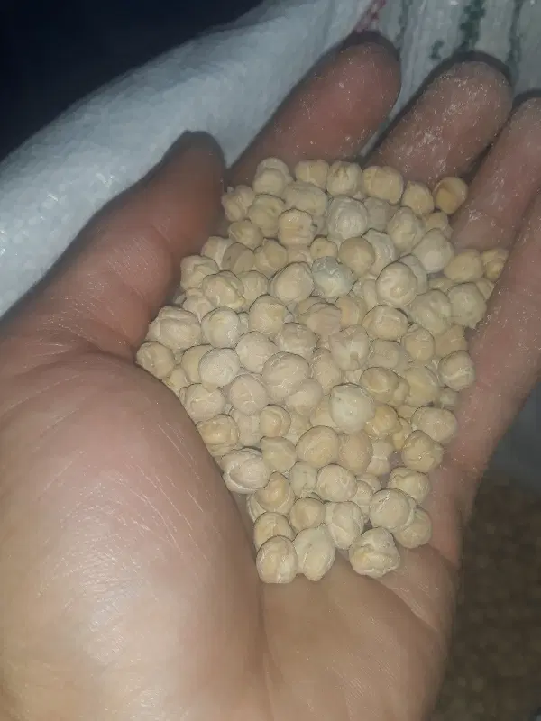 نخود|خوردنی و آشامیدنی|کرج, خرمدشت|دیوار