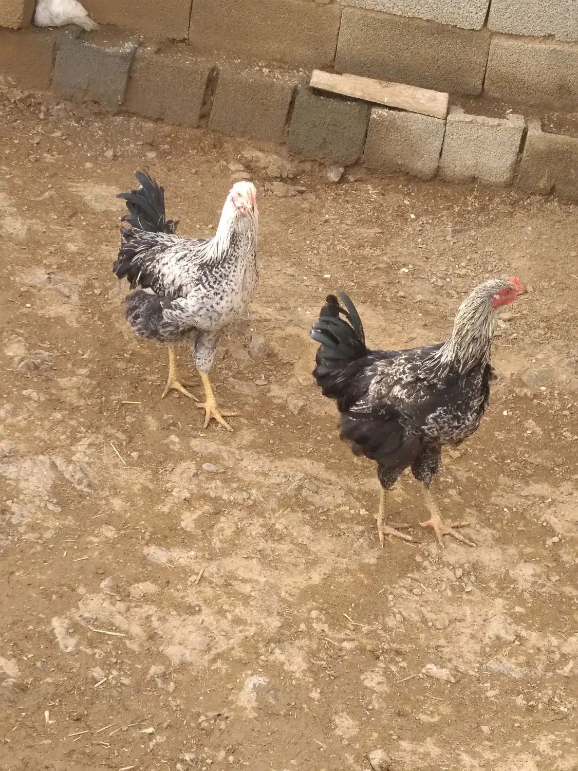 خروس|حیوانات مزرعه|حسین آباد, |دیوار