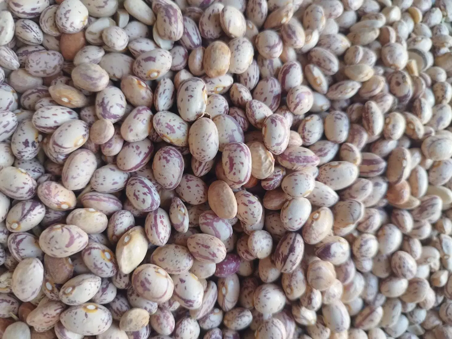 لوبیا|خوردنی و آشامیدنی|حسن آباد, |دیوار