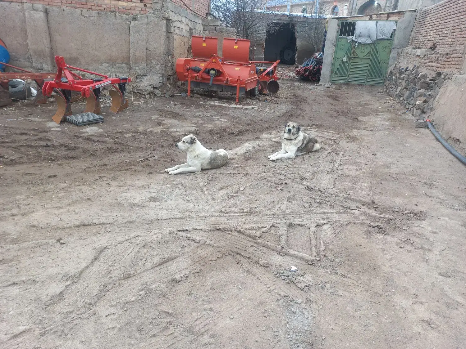 سگ گله|سگ|اردبیل, |دیوار
