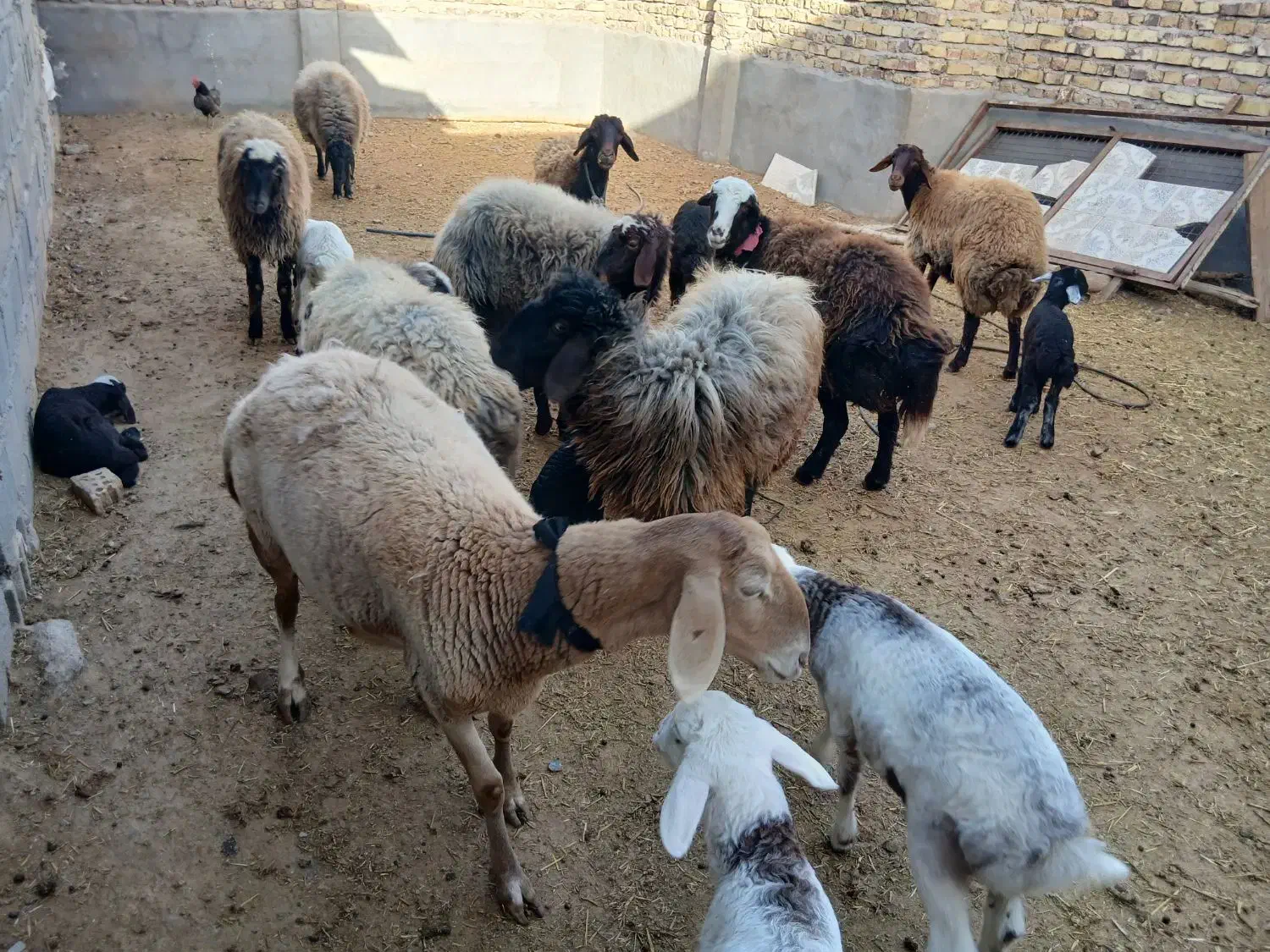 میش|حیوانات مزرعه|تربت جام, میان جام|دیوار