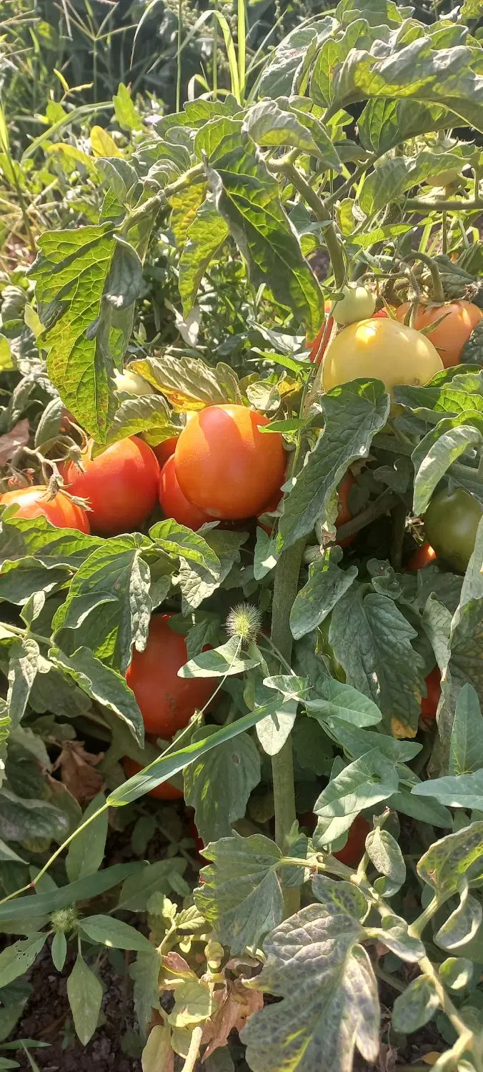 گوجه|خوردنی و آشامیدنی|تاکستان, |دیوار