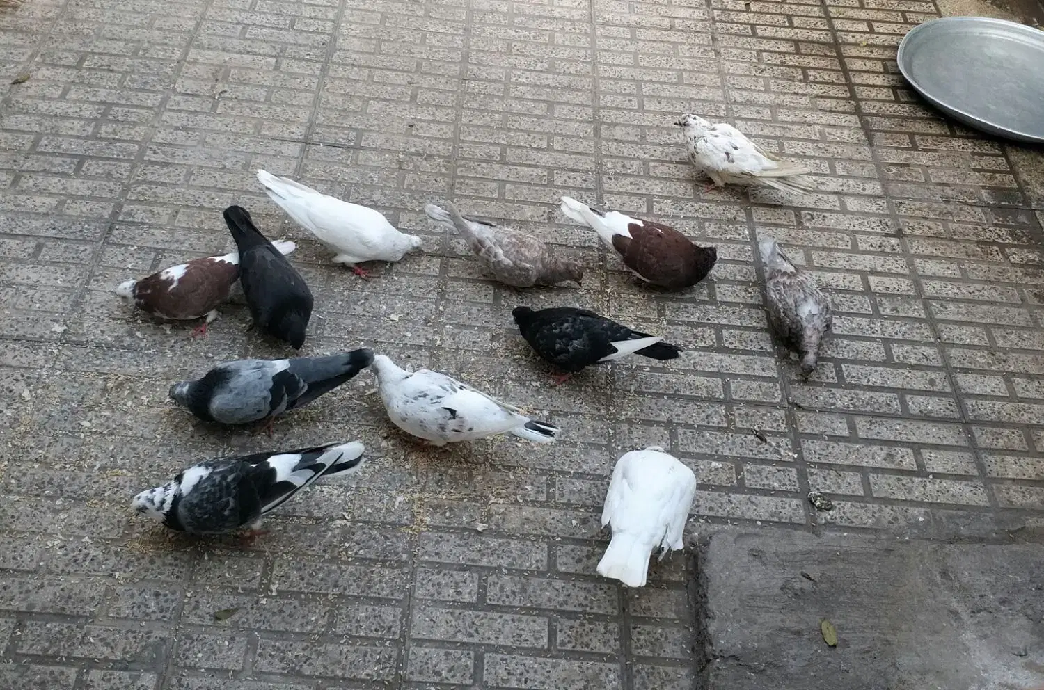 کبوتر|پرنده|رستم‌آباد, |دیوار