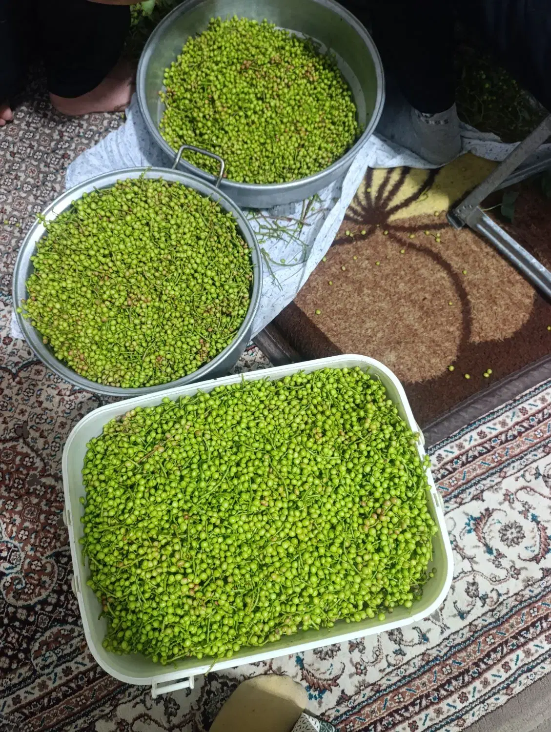 بنشک|خوردنی و آشامیدنی|فسا, |دیوار