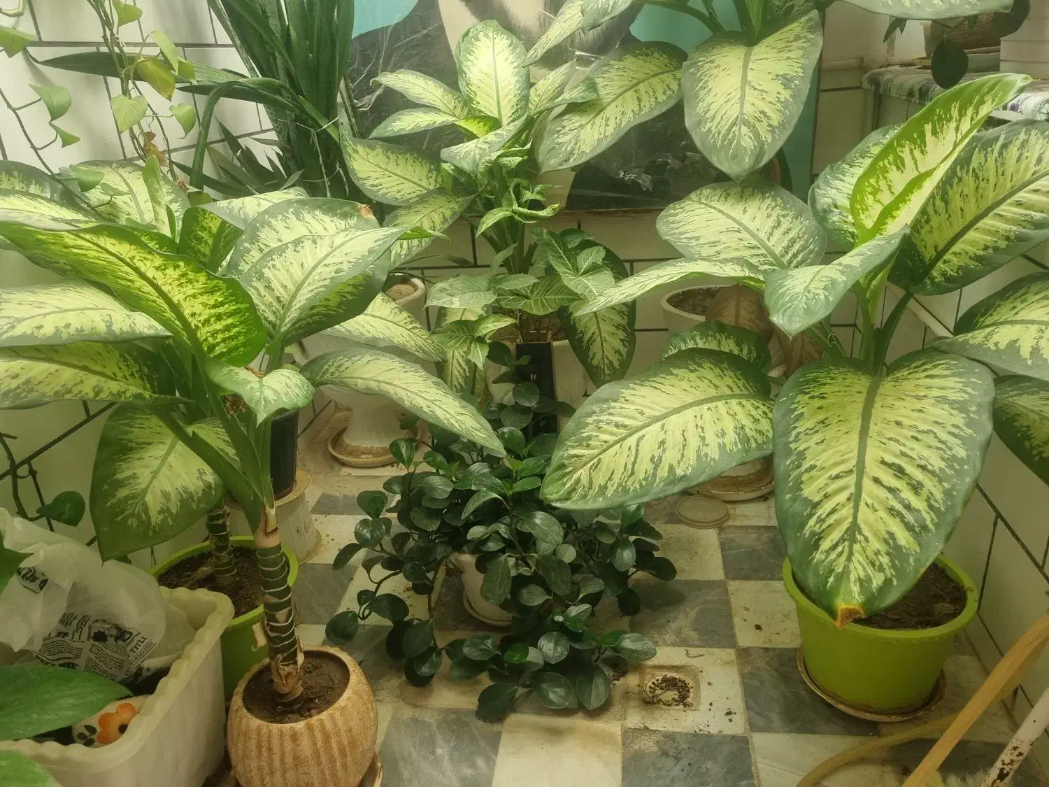 گل طبیعی|گل و گیاه طبیعی|خمین, |دیوار