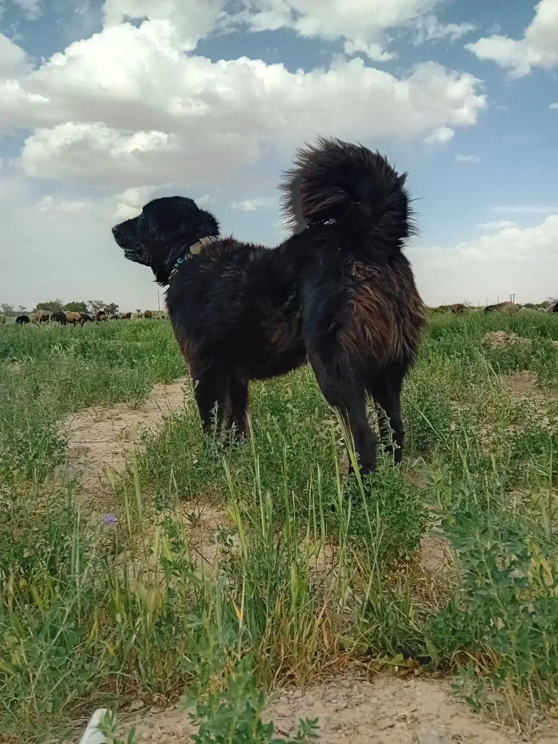 سگ گله|سگ|اراک, |دیوار