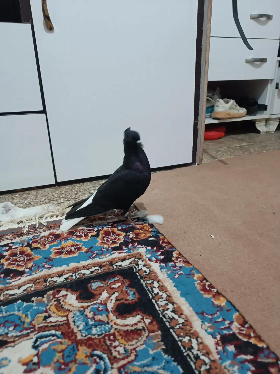 شیبان|پرنده|باوی, |دیوار