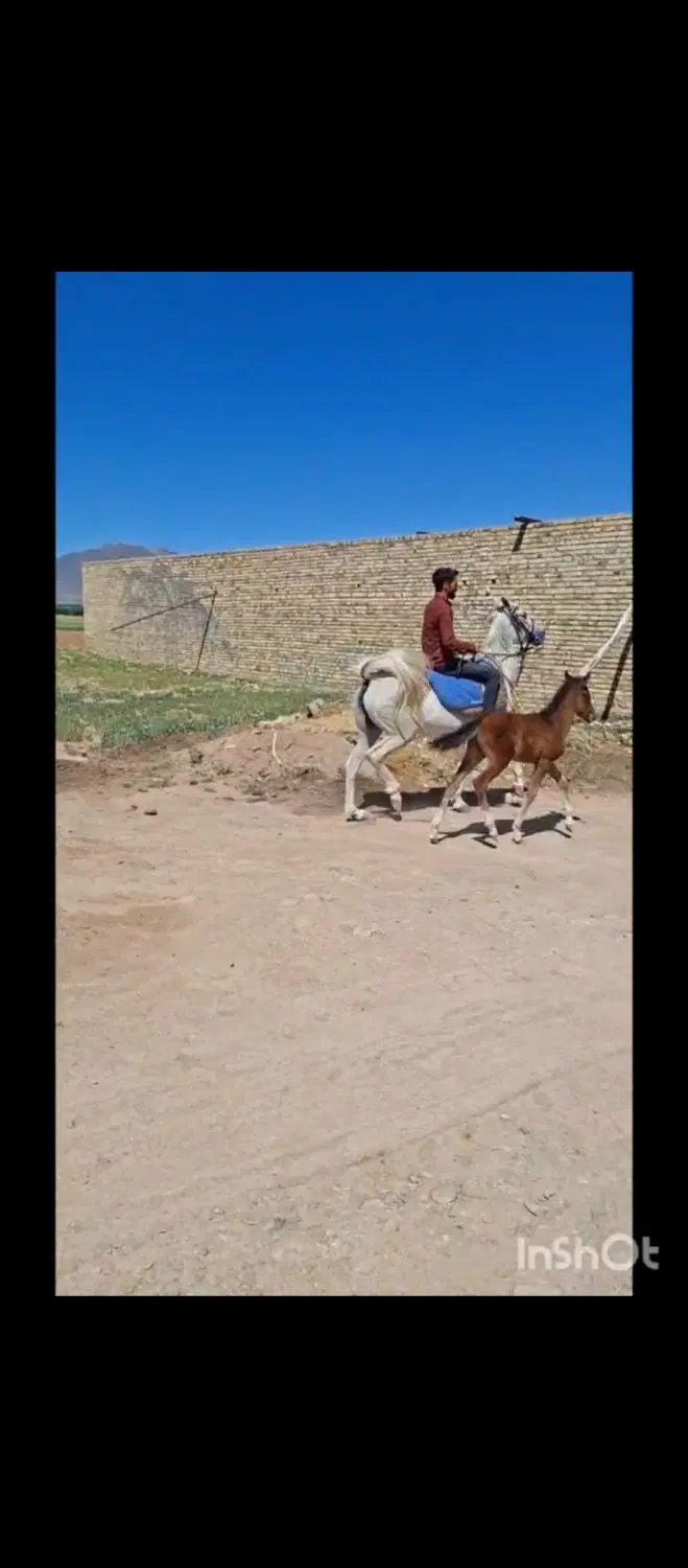 اسب|اسب و تجهیزات اسب‌سواری|بستان آباد, |دیوار