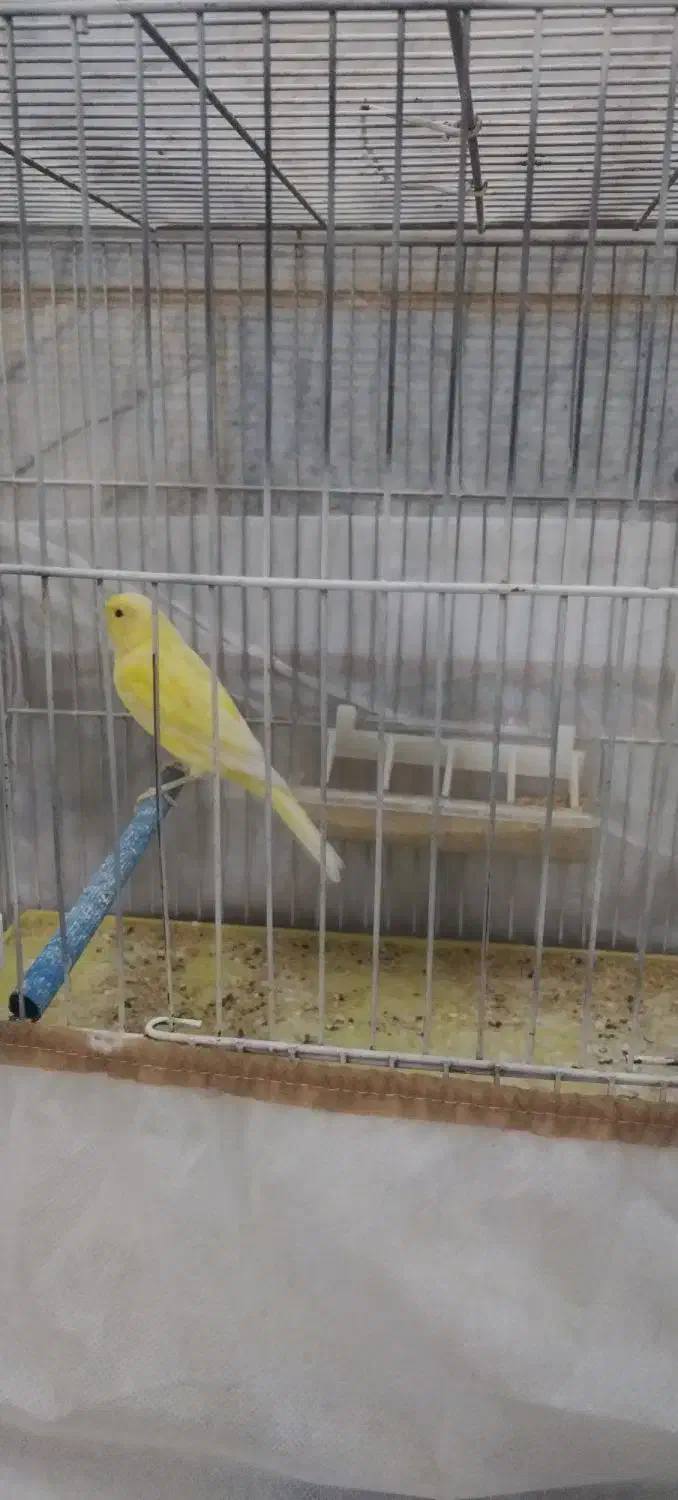 قناری ماده زرد درشت|پرنده|یزد, |دیوار