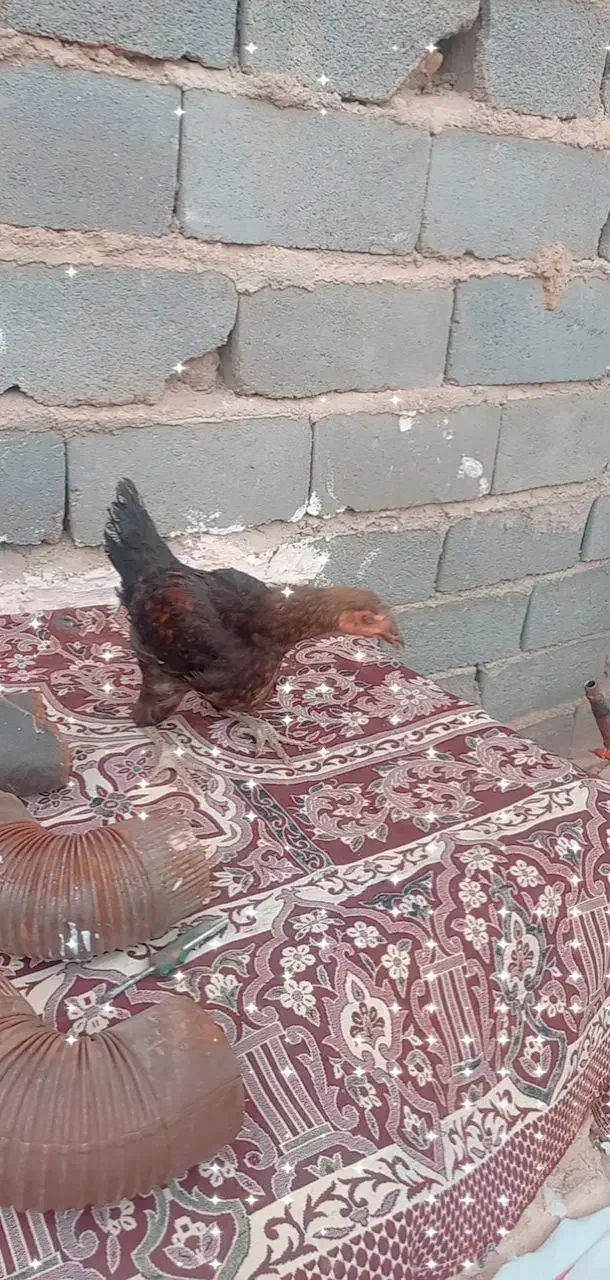 خروس|حیوانات مزرعه|شیروان (خراسان), |دیوار