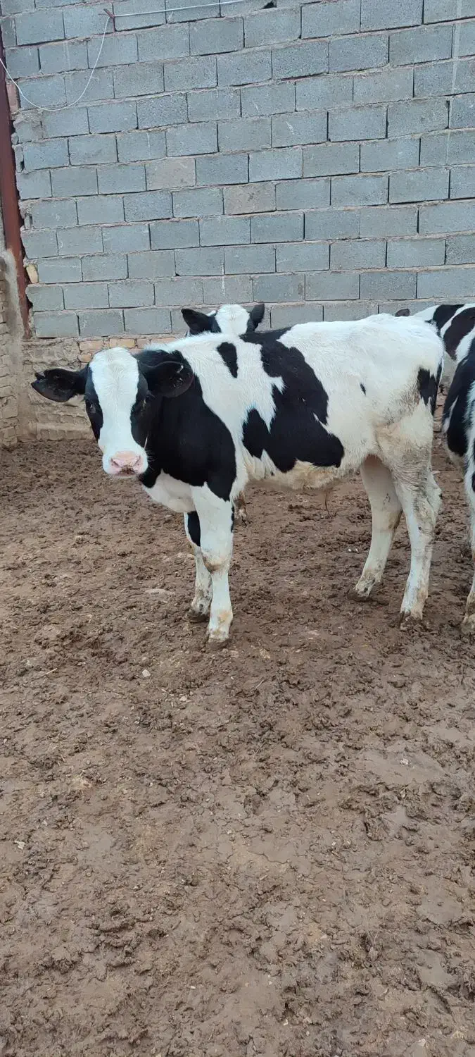 گوساله 150کیلویی|حیوانات مزرعه|قزوین, |دیوار