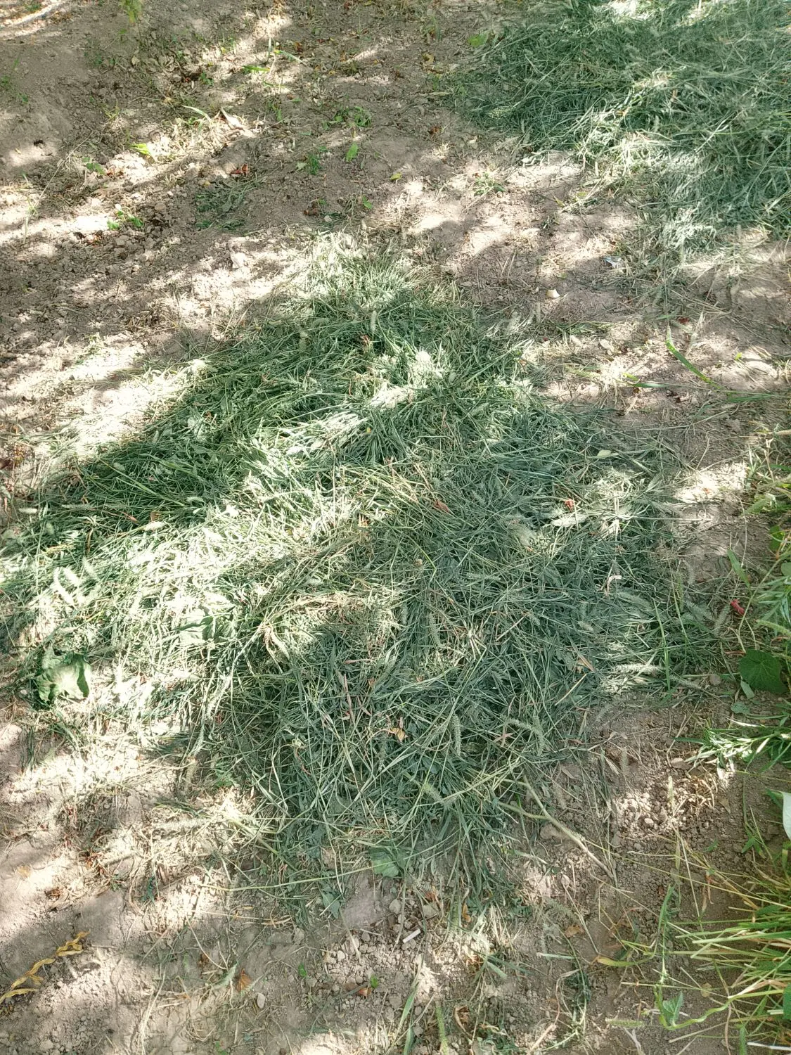علف|خدمات باغبانی و درختکاری|تفت, |دیوار
