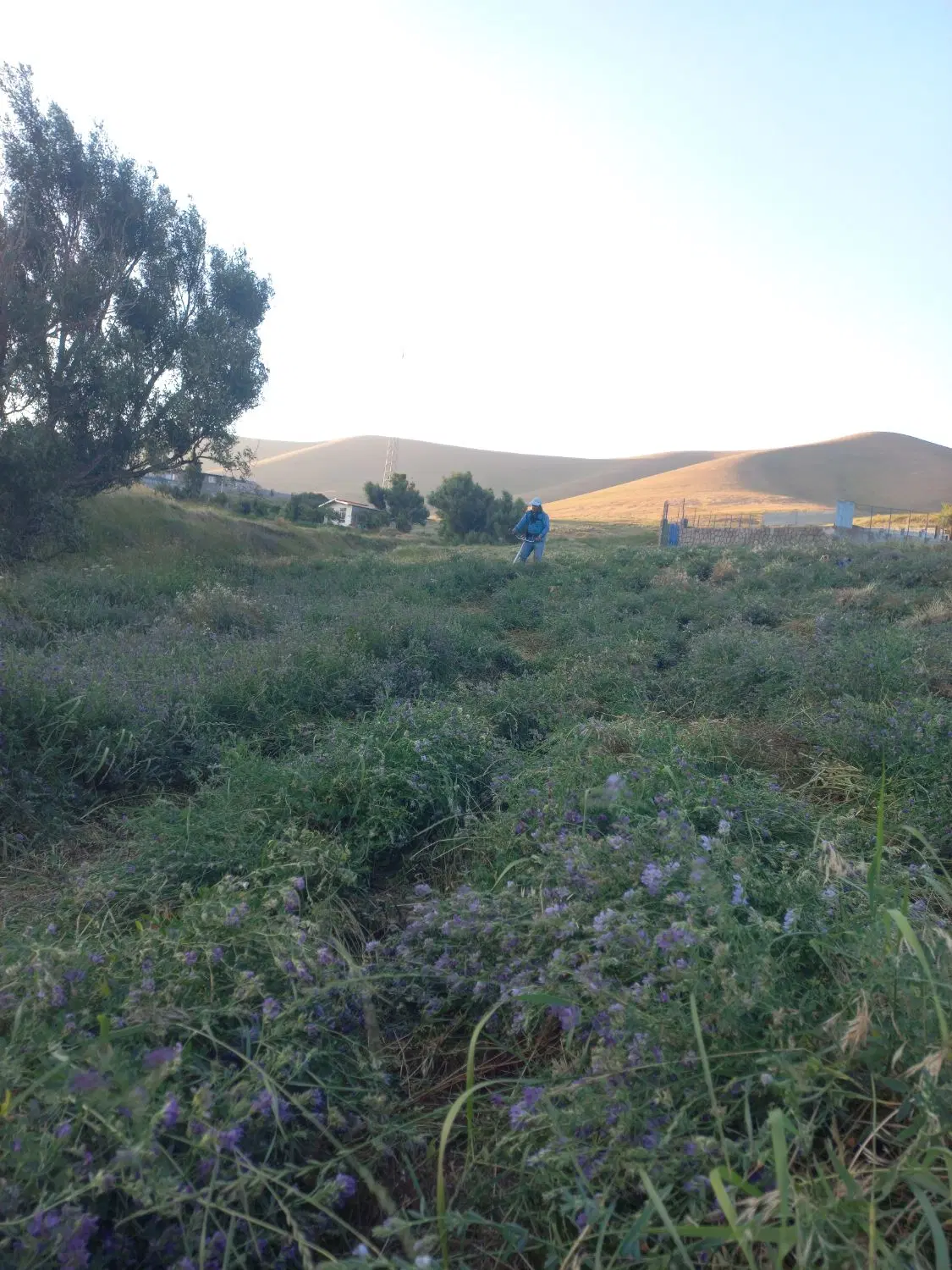 یونجه|گل و گیاه طبیعی|خواجه, |دیوار