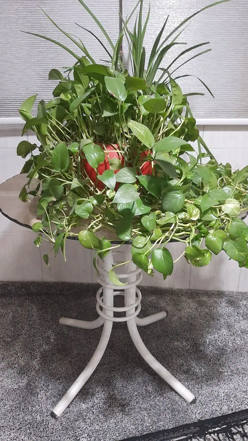 میز گرد|میز و صندلی غذاخوری|تهران, صاحب الزمان|دیوار