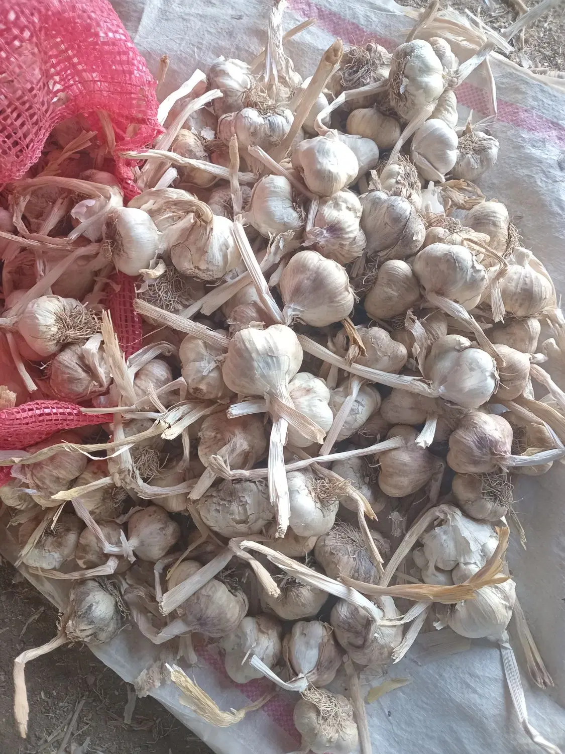 سیر|عمده‌فروشی|بهار, |دیوار