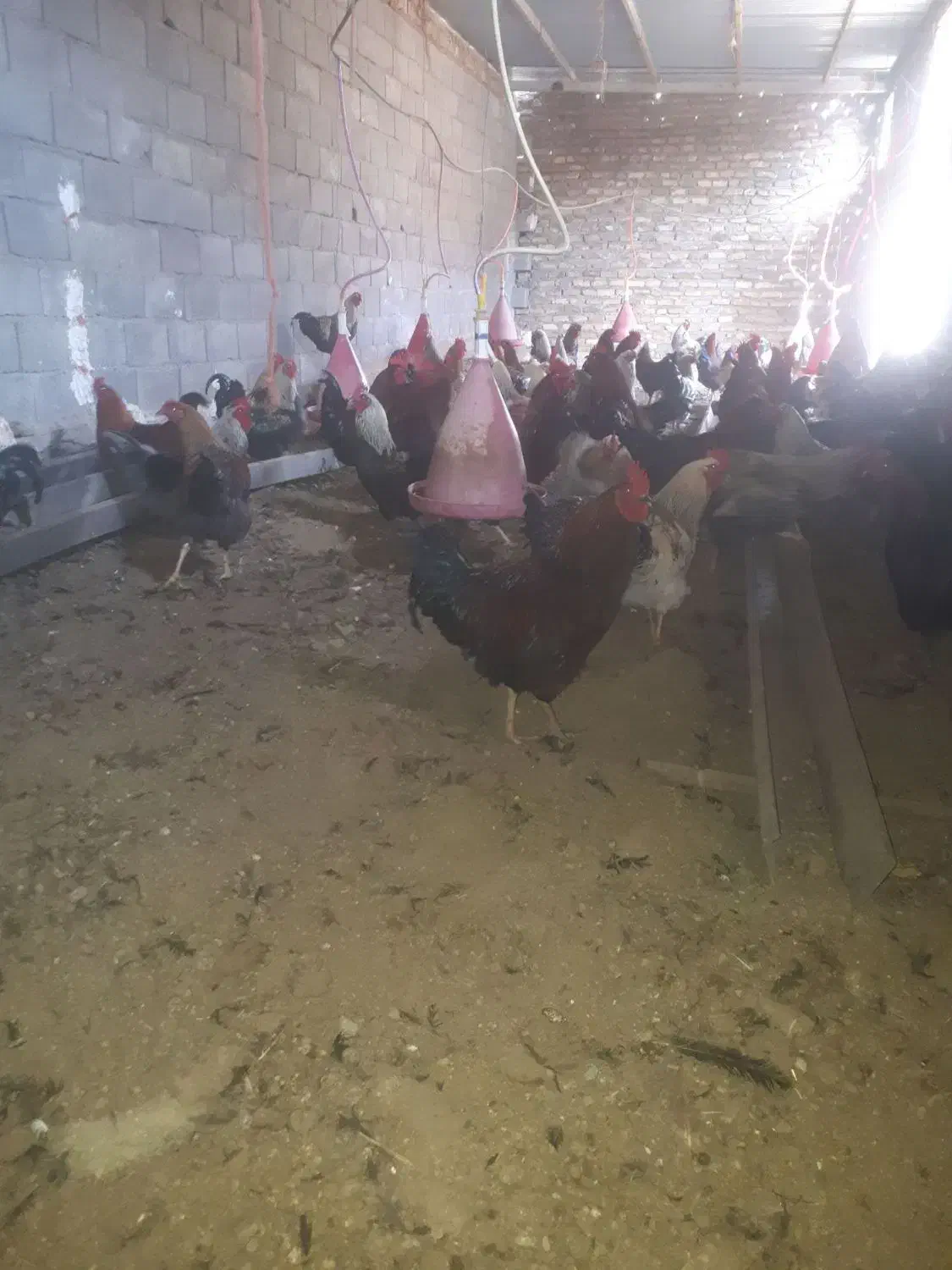 خروس محلی|حیوانات مزرعه|کنگاور, |دیوار