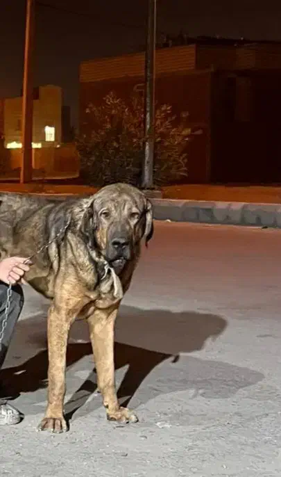 پژدر|سگ|زاهدان, |دیوار